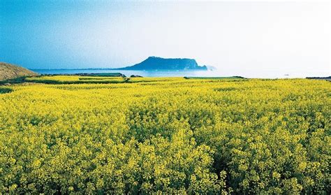 제주도관광지: 바람과 돌의 대화, 그리고 시간의 흔적