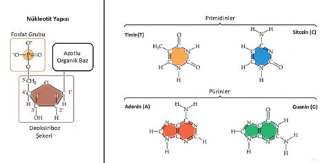  Quinoline: Üstün Bir Hetersiklik Bileşiği ve Organik Kimyasal Süreçlerde Güvenilir Bir Aracı!